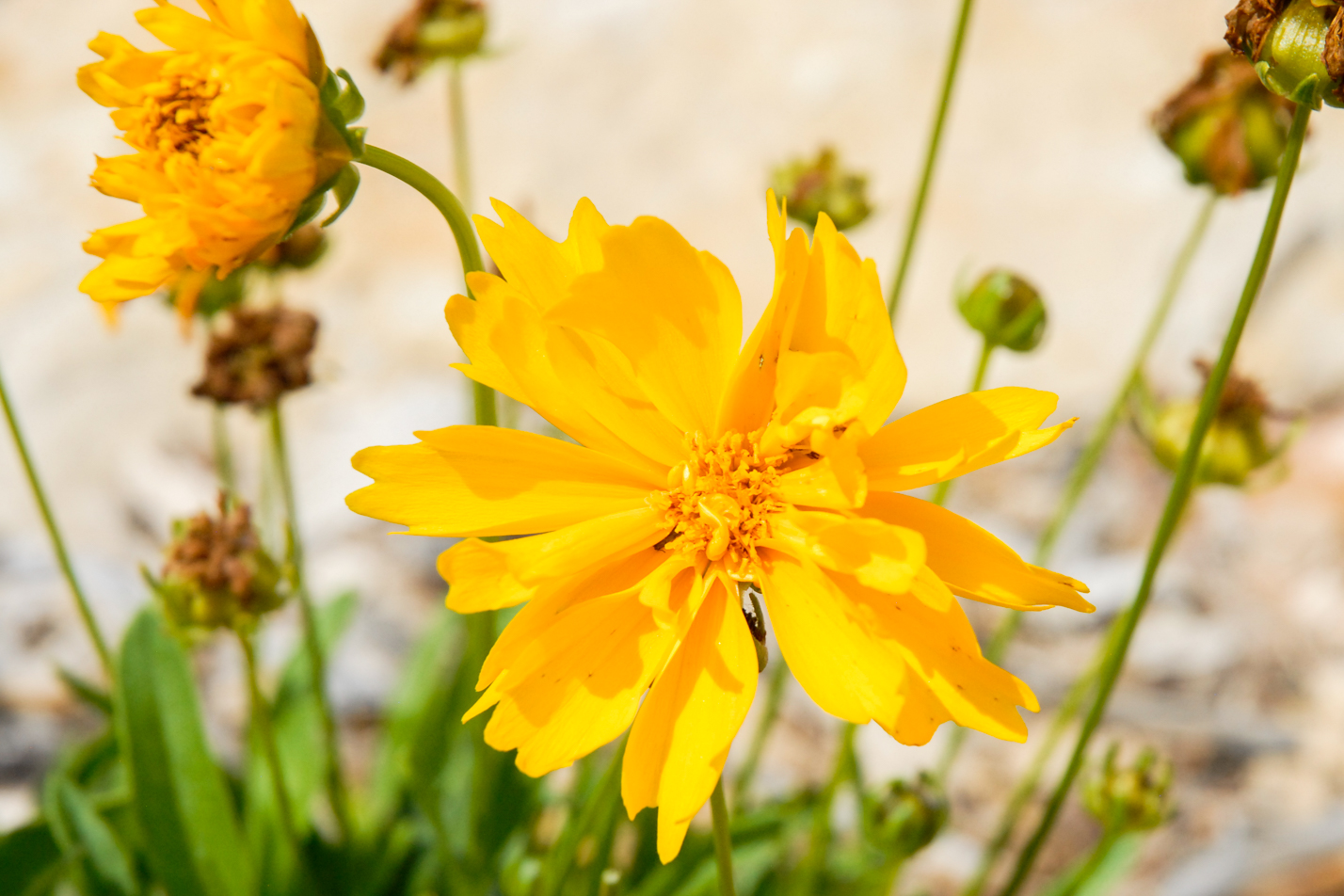 Sunray Coreopsis